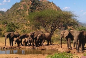 Safari in Tarangire National Park (Add-on Tanzania)