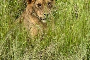 SAFARI WILDLIFE 3 DAGE 2 NÆTTER FRA ZANZIBAR TIL MIKUMI