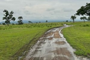 SAFARI WILDLIFE 3 DAGE 2 NÆTTER FRA ZANZIBAR TIL MIKUMI