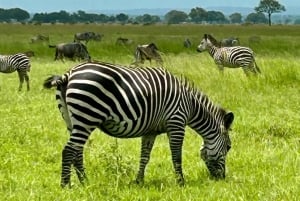 SAFARI WILDLIFE 3 DAGE 2 NÆTTER FRA ZANZIBAR TIL MIKUMI