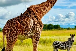 SAFARI WILDLIFE 3 DAGE 2 NÆTTER FRA ZANZIBAR TIL MIKUMI