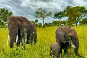 SAFARI WILDLIFE 3 DAGE 2 NÆTTER FRA ZANZIBAR TIL MIKUMI