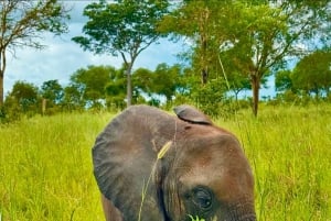 SAFARI WILDLIFE 3 DAGE 2 NÆTTER FRA ZANZIBAR TIL MIKUMI