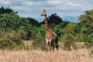 SAFARI WILDLIFE FRA ZANZIBAR TIL MIKUMI 3 DAGE OG 2 NÆTTER