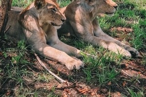 SAFARI WILDLIFE FRA ZANZIBAR TIL MIKUMI 3 DAGE OG 2 NÆTTER