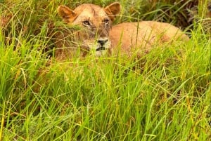SAFARI WILDLIFE FRA ZANZIBAR TIL MIKUMI 3 DAGE OG 2 NÆTTER