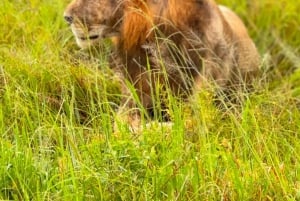SAFARI WILDLIFE FRA ZANZIBAR TIL MIKUMI 3 DAGE OG 2 NÆTTER