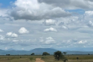 SAFARI WILDLIFE FRA ZANZIBAR TIL MIKUMI 3 DAGE OG 2 NÆTTER