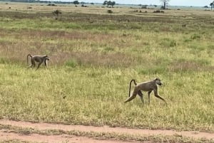 SAFARI WILDLIFE FRA ZANZIBAR TIL MIKUMI 3 DAGE OG 2 NÆTTER