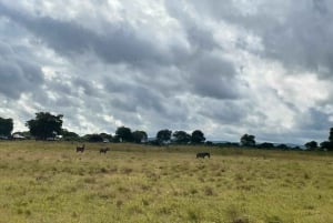 SAFARI WILDLIFE FRA ZANZIBAR TIL MIKUMI 3 DAGE OG 2 NÆTTER