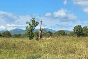 SAFARI WILDLIFE FRA ZANZIBAR TIL MIKUMI 3 DAGE OG 2 NÆTTER