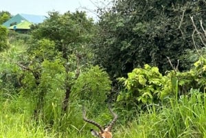 SAFARI WILDLIFE FRA ZANZIBAR TIL MIKUMI 3 DAGE OG 2 NÆTTER