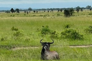 SAFARI WILDLIFE FRA ZANZIBAR TIL MIKUMI 3 DAGE OG 2 NÆTTER