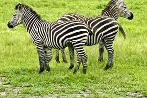 SAFARI WILDLIFE FRA ZANZIBAR TIL MIKUMI 3 DAGE OG 2 NÆTTER