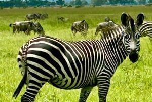 SAFARI WILDLIFE FRA ZANZIBAR TIL MIKUMI 3 DAGE OG 2 NÆTTER