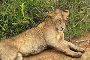 SAFARI WILDLIFE FRA ZANZIBAR TIL MIKUMI 3 DAGE OG 2 NÆTTER