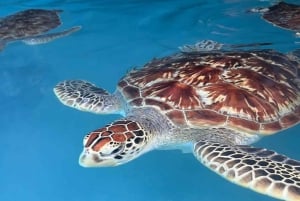 SALAAM-LUOLA: Ui kilpikonnien kanssa ja nauti illallinen The Rock -ravintolassa