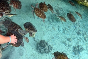 CUEVA SALAAM: Nada con tortugas y cena en el restaurante The Rock.