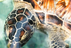 CUEVA SALAAM: Nada con tortugas y cena en el restaurante The Rock.