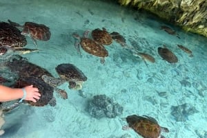 CUEVA SALAAM: Nada con tortugas y cena en el restaurante The Rock.