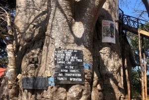 Nuotare con le tartarughe nella grotta di Salaam e la spiaggia di Mtende