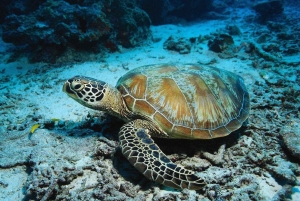 Salaam-grottentour, lunch bij The Rock, Mnemba-dolfijnentour