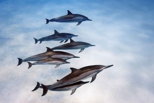 Salaamin luolakierros, Paje Beach, The Rock Lunch, Kuza-luolakierros