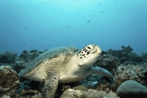 Salaamin luolakierros, Paje Beach, The Rock Lunch, Kuza-luolakierros