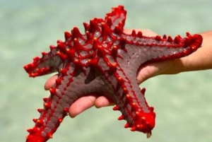 Caverna Salam, Lagoa Azul, Praia das Estrelas do Mar e Restaurante The Rock