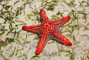 Caverna Salam, Lagoa Azul, Praia das Estrelas do Mar e Restaurante The Rock