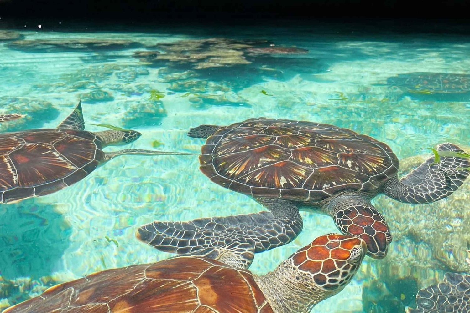 サラム洞窟のカメの水泳、パジェビーチ、ロックレストラン