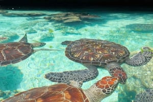 Salamin luola turles uinti, paje ranta , Rock ravintola