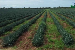 Same & Tanga: 4-tägiges Kultur- und Sisal-Erlebnis