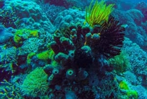 AVENTURAS MARÍTIMAS: caiaque, mergulho com snorkel na Lagoa Azul e estrelas-do-mar