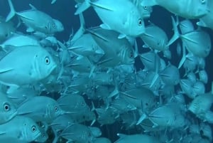 AVENTURAS MARÍTIMAS: caiaque, mergulho com snorkel na Lagoa Azul e estrelas-do-mar
