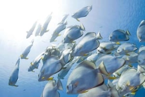 AVENTURAS MARÍTIMAS: caiaque, mergulho com snorkel na Lagoa Azul e estrelas-do-mar