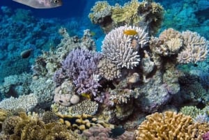 AVENTURAS MARÍTIMAS: caiaque, mergulho com snorkel na Lagoa Azul e estrelas-do-mar