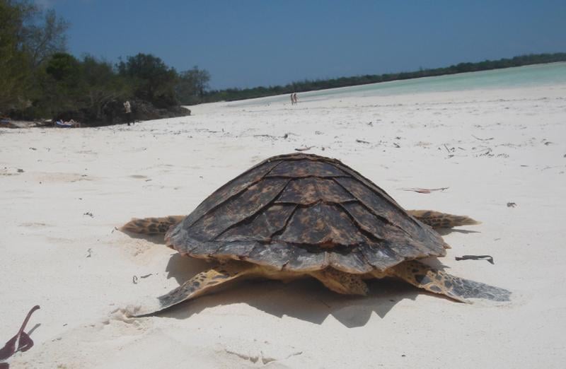 Sea Turtle Conservation Project