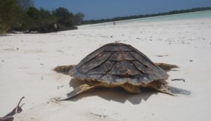 Sea Turtle Conservation Project