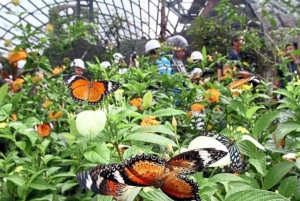 Sanctuaire des tortues marines, centre des papillons et restaurant The Rock