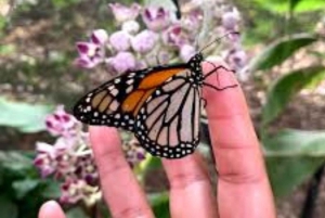 Sanctuaire des tortues marines, centre des papillons et restaurant The Rock