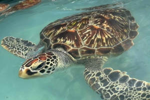 Sanctuaire des tortues marines, centre des papillons et restaurant The Rock
