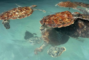 Sanctuaire des tortues marines, centre des papillons et restaurant The Rock