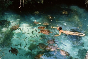 Sea Turtles (Aquarium): A hidden cave Into the Deep.