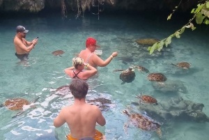 Havssköldpaddor (akvarium): En dold grotta In i djupet.