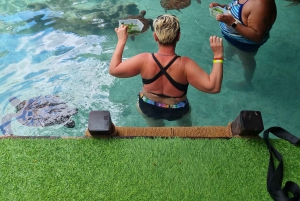 Havssköldpaddor (akvarium): En dold grotta In i djupet.