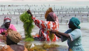 Seaweed Center