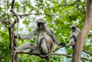 Zanzibar : Secret Beach, Kuza Cave and Jozani with transfer