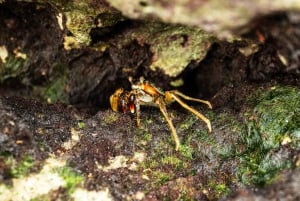 Zanzibar : Secret Beach, Kuza Cave and Jozani with transfer