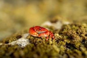 Zanzibar : Secret Beach, Kuza Cave and Jozani with transfer